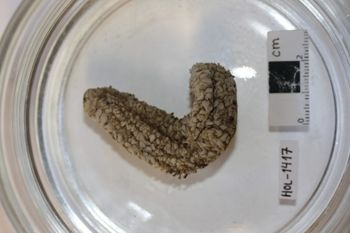 Media type: image;   Invertebrate Zoology HOL-1417 Description: Preserved specimen.;